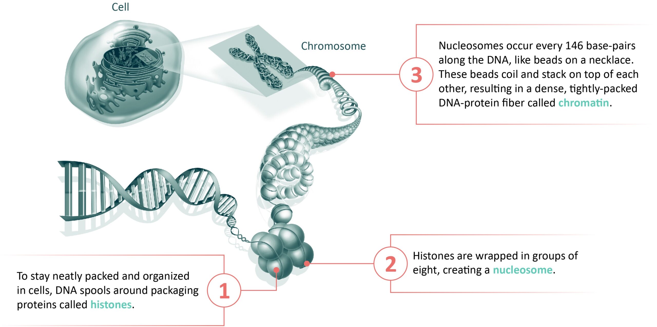 The epigenome is made of histones, chromatin, and other marks and mechanisms, and refers to the dynamic packaging and organization of DNA within human cells across the genome